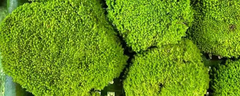 为什么野外挖的苔藓活不了，可能是盆土的选择不当