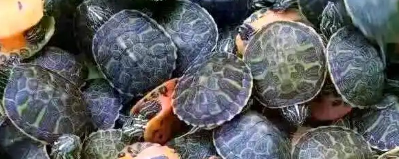火焰龟是不是越大越红，有可能是越大越红