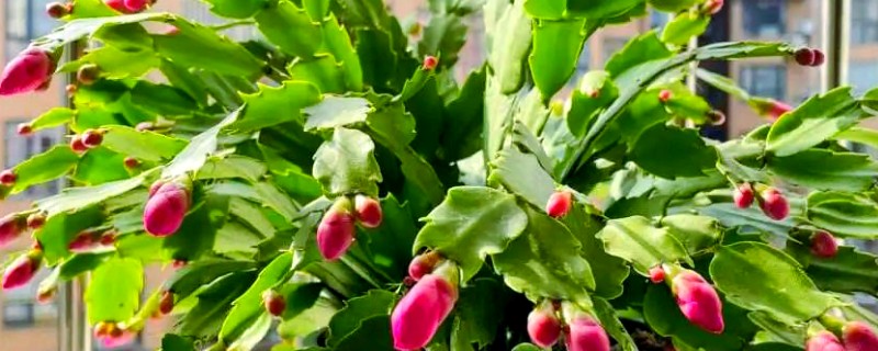 蟹爪兰怎样繁殖,最好选择播种的方式