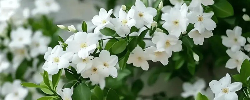 茉莉花的花期持续时间，6-10月份开放可持续150天左右