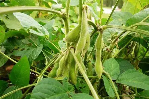 毛豆的管理方法，苗期一定要及时进行查苗