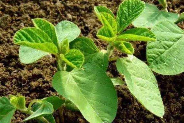 毛豆的管理方法，苗期一定要及时进行查苗