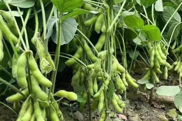 毛豆的管理方法，苗期一定要及时进行查苗