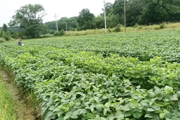 毛豆的管理方法，苗期一定要及时进行查苗