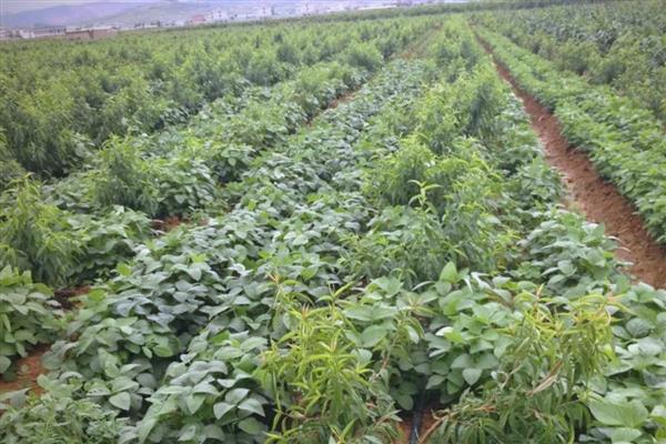 毛豆的管理方法，苗期一定要及时进行查苗