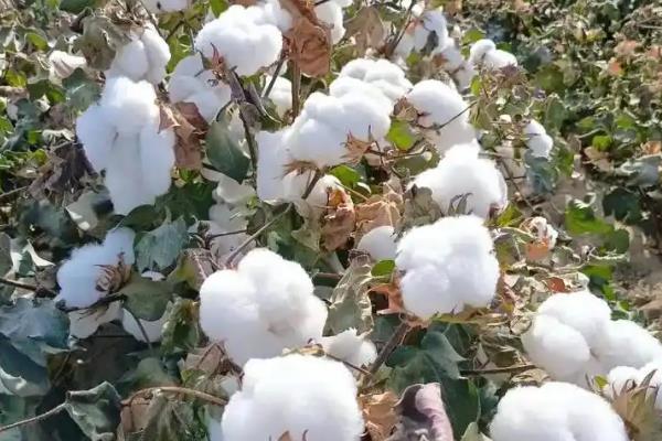 新疆棉花什么季节采摘，南疆地区通常在8月中下旬采摘