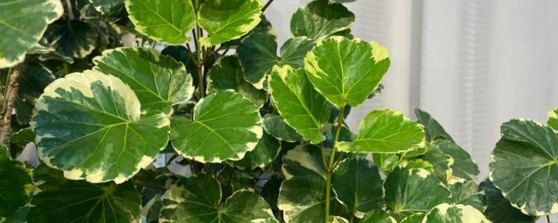 福禄桐的花语，寓意吉祥如意、福禄双全等