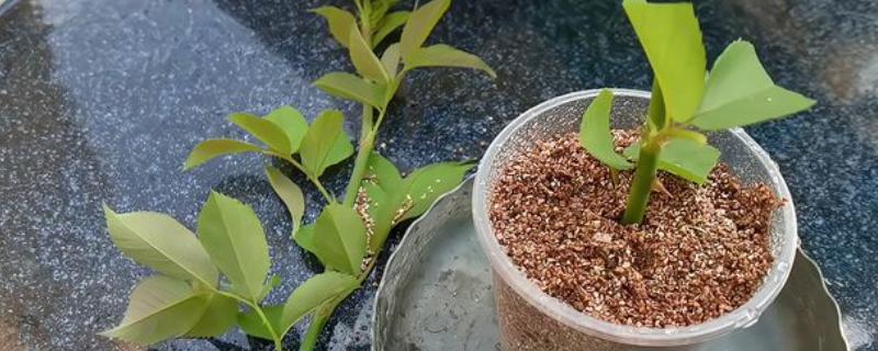 非洲茉莉怎么扦插，扦插前需用生根剂处理