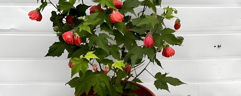 网纹悬铃花如何盆栽种植，选择陶土盆种植为佳