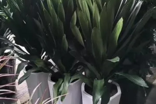 也门铁能不能淋雨，每次淋雨不能超过2小时
