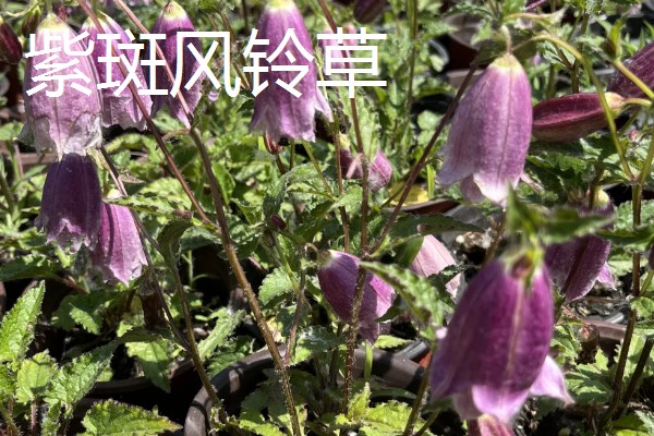 风铃草的品种，主要分为紫斑风铃草、灰毛风铃草等8个种类