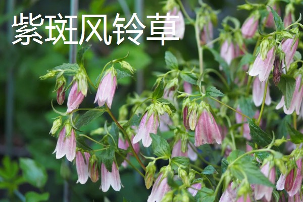 风铃草的品种，主要分为紫斑风铃草、灰毛风铃草等8个种类