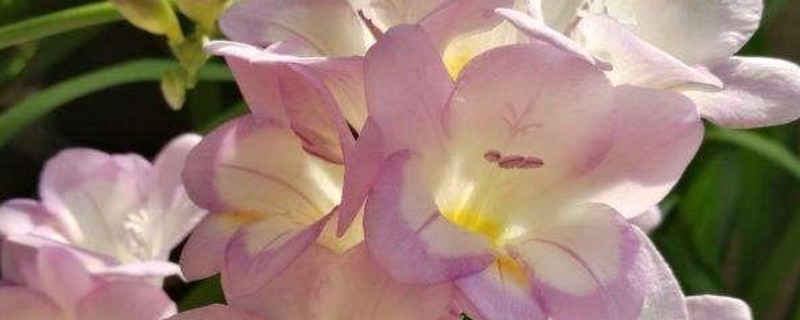 香雪兰的养殖方法，喜欢在湿润的气候下生长