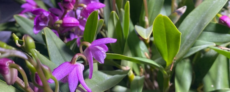 澳洲石斛的养殖方法，生长期需要有充足的光照
