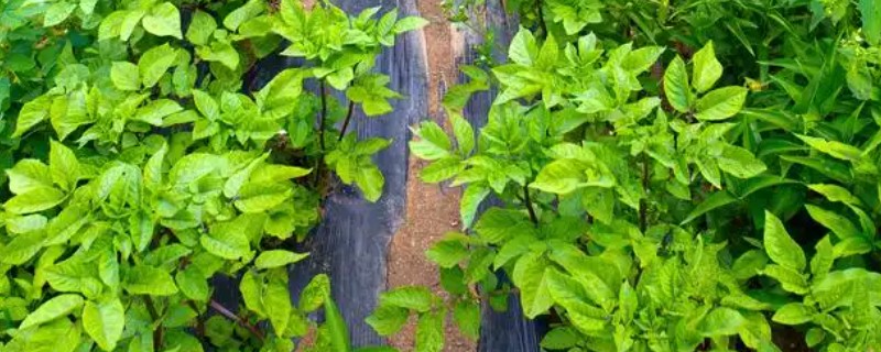 党参紫纹羽病的防治方法,适当调节土壤pH