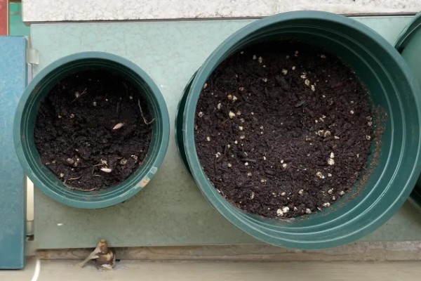 哪些花卉一年之中花期不断,四季海棠可常年开花