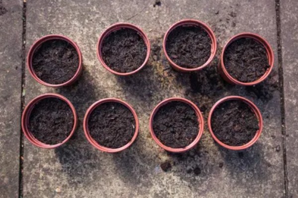 哪些花卉一年之中花期不断,四季海棠可常年开花