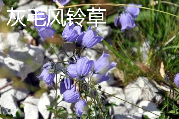 风铃草的品种，主要分为紫斑风铃草、灰毛风铃草等8个种类