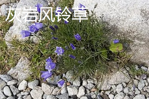 风铃草的品种，主要分为紫斑风铃草、灰毛风铃草等8个种类