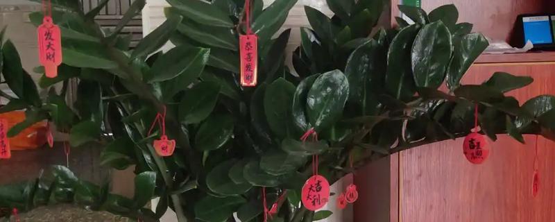 金钱树老枝何时修剪，全年均可修剪