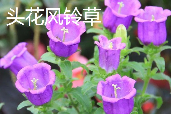 风铃草的品种，主要分为紫斑风铃草、灰毛风铃草等8个种类