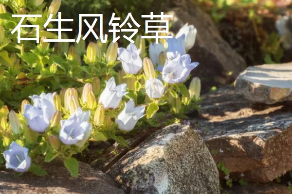 风铃草的品种，主要分为紫斑风铃草、灰毛风铃草等8个种类