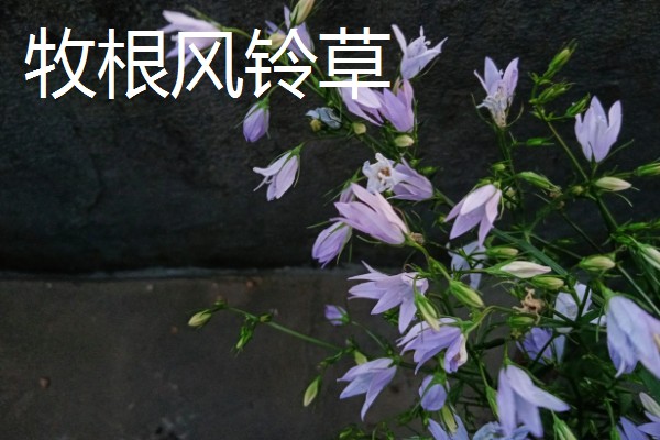 风铃草的品种，主要分为紫斑风铃草、灰毛风铃草等8个种类