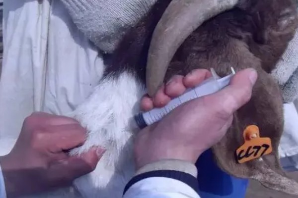 羊打针起包了怎么处理，可以局部冰块外敷