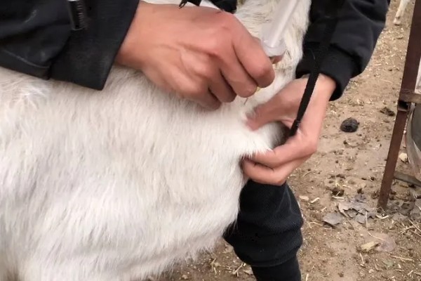 羊打针起包了怎么处理，可以局部冰块外敷