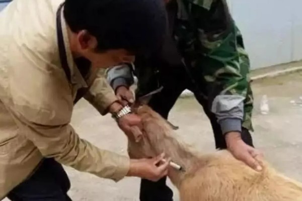 羊打针起包了怎么处理，可以局部冰块外敷