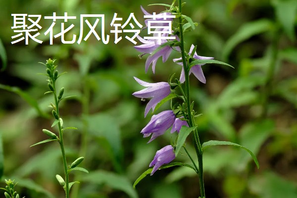 风铃草的品种，主要分为紫斑风铃草、灰毛风铃草等8个种类