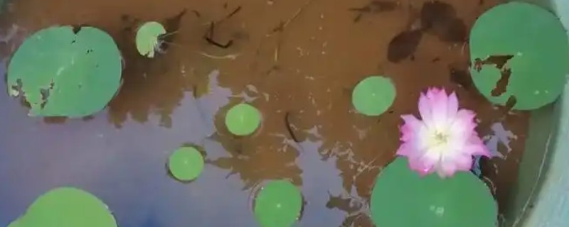 碗莲如何分株，在春秋季节进行