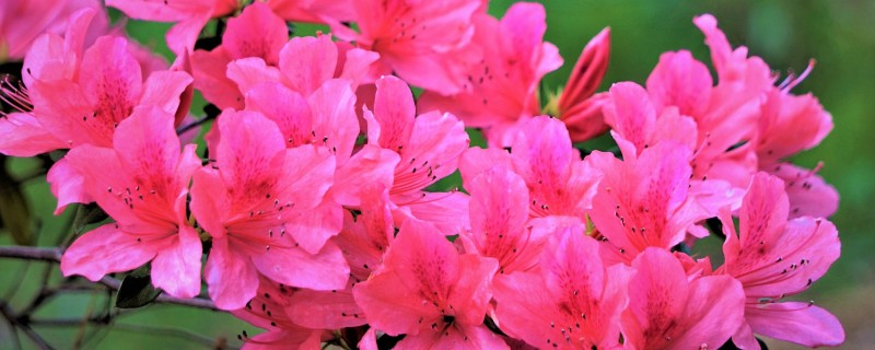 杜鹃花的养护方式，春秋季节要让它全天晒光