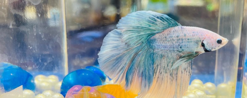 斗鱼可以和锦鲤鱼一起养吗，最好不要一起混养