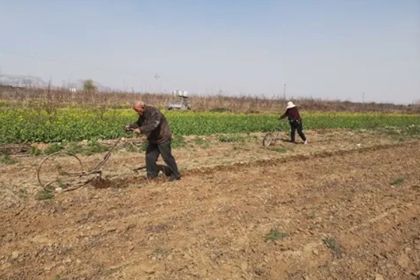 芹菜地如何除草，播种前用氟乐灵乳油