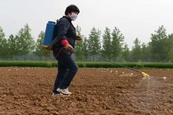 芹菜地如何除草，播种前用氟乐灵乳油