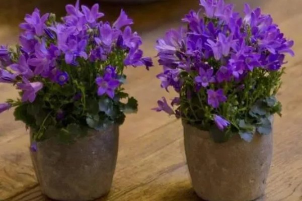 风铃草的品种，主要分为紫斑风铃草、灰毛风铃草等8个种类