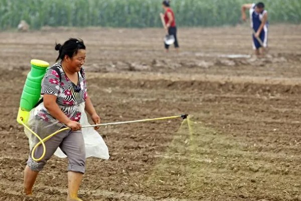 芹菜地如何除草，播种前用氟乐灵乳油
