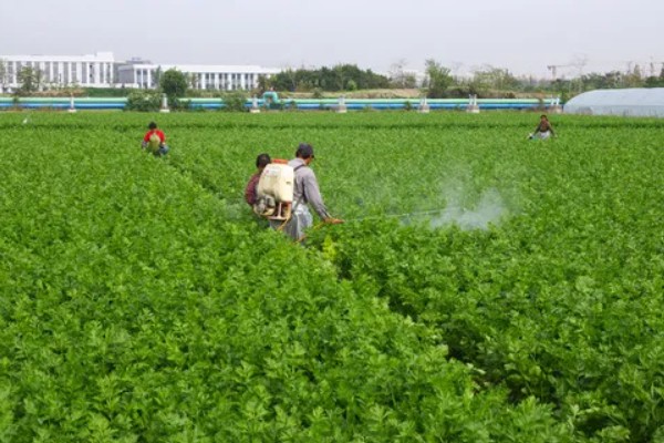 芹菜地如何除草，播种前用氟乐灵乳油