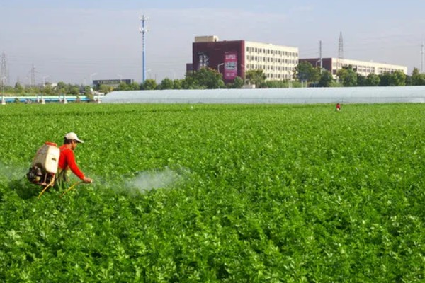 芹菜地如何除草，播种前用氟乐灵乳油