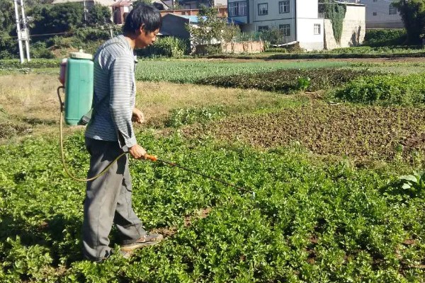 芹菜地如何除草，播种前用氟乐灵乳油