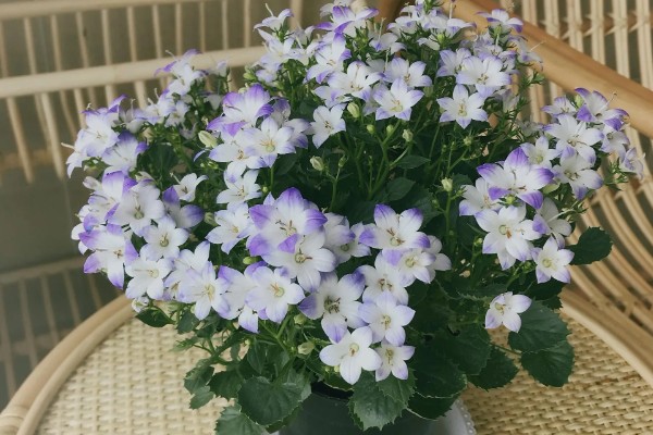 风铃草的品种，主要分为紫斑风铃草、灰毛风铃草等8个种类