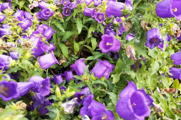 风铃草的品种，主要分为紫斑风铃草、灰毛风铃草等8个种类