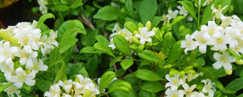 九里香的花语，寓意爱情的俘虏、勇气等