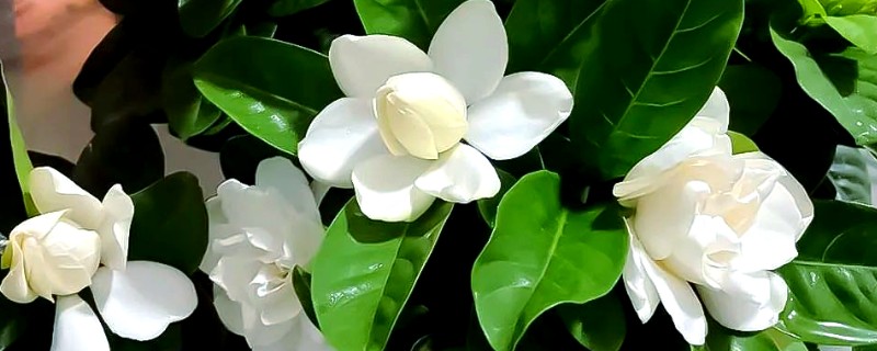 怎么去除栀子花小白虫，可喷洒定虫脒或蚍虫林
