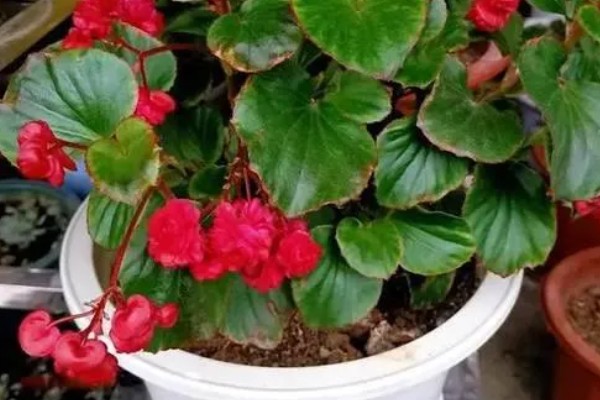 哪些花卉一年之中花期不断,四季海棠可常年开花