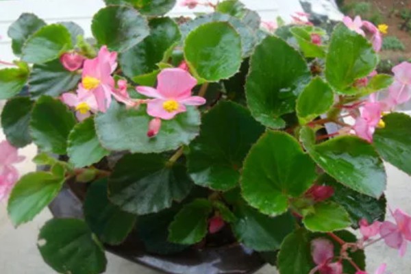 哪些花卉一年之中花期不断,四季海棠可常年开花