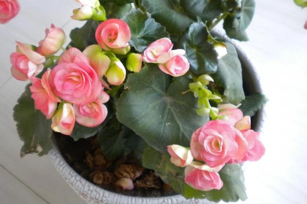 哪些花卉一年之中花期不断,四季海棠可常年开花