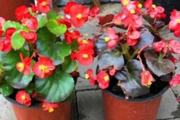 哪些花卉一年之中花期不断,四季海棠可常年开花