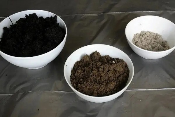 哪些花卉一年之中花期不断,四季海棠可常年开花